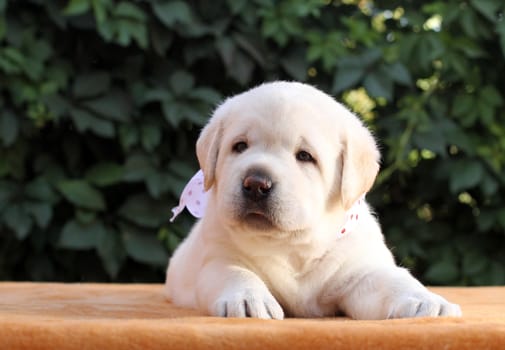 a little yellow labrador puppy sitting on yellow background