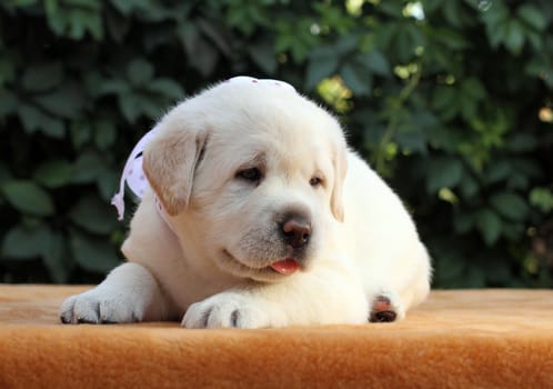 the little yellow labrador puppy sitting on yellow background