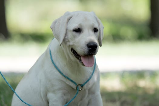 the little yellow labrador puppy sitting in the park