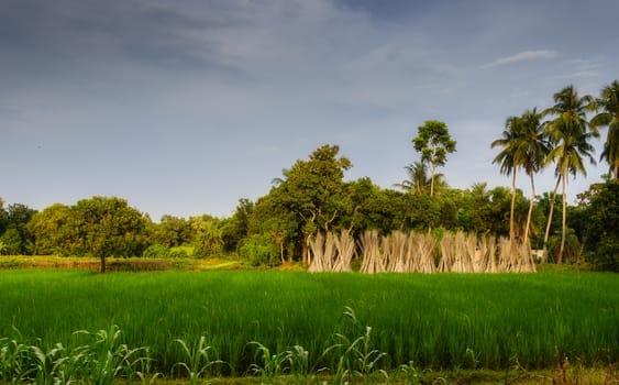 Typical idyllic landscape of a village of Bengal with copy space