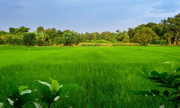 Typical idyllic landscape of a village of Bengal with copy space