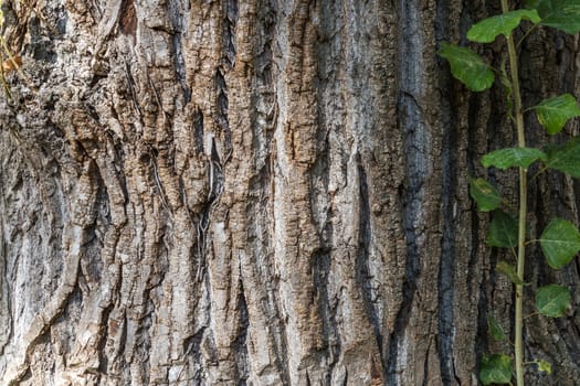 Texture (background) shot of brown tree bark, filling the frame.