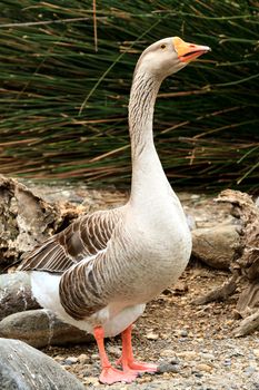 Closeup shot of big adult goose