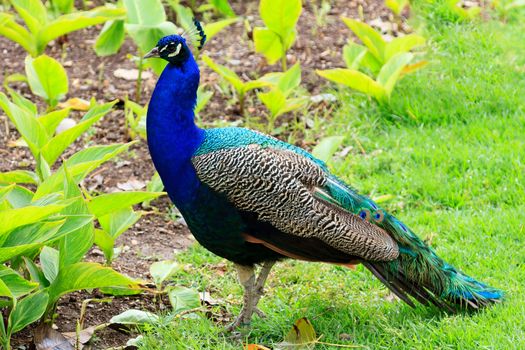 Closeup shot of big adult peacock