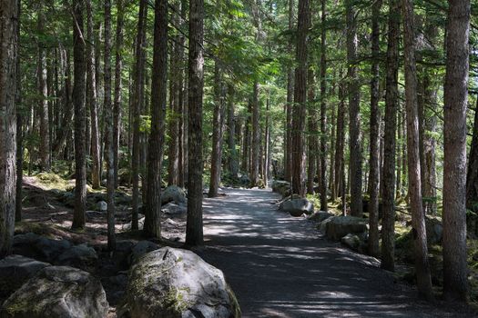 Hiking trail between tall trees at Brandywine Falls Provincial Park in British Columbia Canada