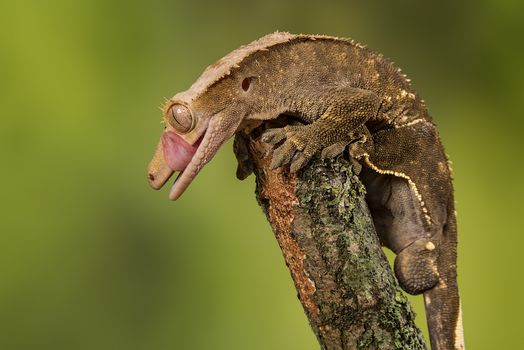 Close up profile portrait of a gecko lizard balancing on the end of a branch licking its lips with the tongue showing