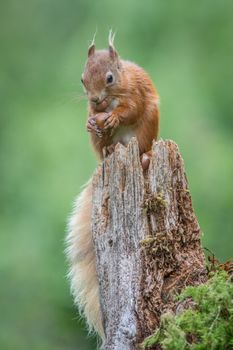 An upright vertical close up portrait of a red squirrel sitting on top of an old tree stump eating a hazelnut