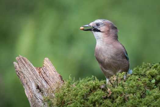 A profile portrait of a eurasian jay standing on lichen with a peanut in its beak looking left