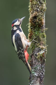 A close photograph of a great spotted woodpecker perched on a tree trunk looking alert. Upright vertical format