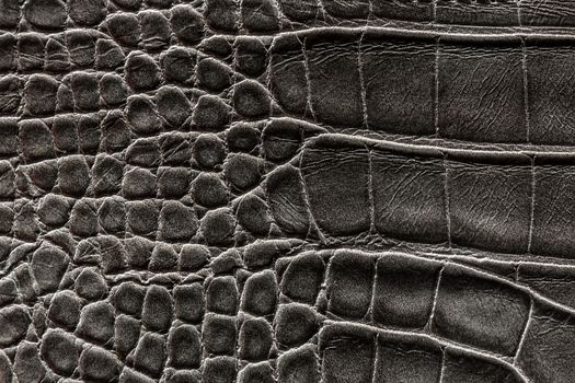 the texture of the skin is gray, Studio, still life photography