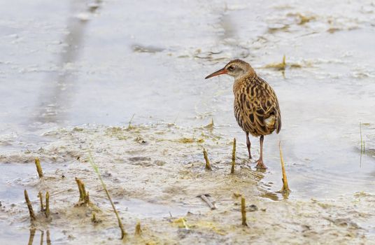 Water rail, rallus aquaticus, bird walking in the pond, Neuchatel lake, Switzerland