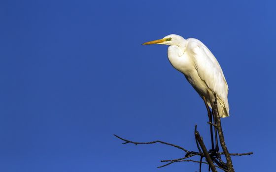 Great, common or large egret, ardea alba, standing at the top of a tree by beautiful day, Neuchatel, Switzerland