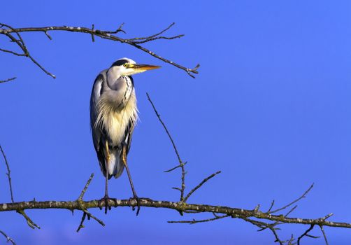 Grey heron, ardea cinerea, standing in a tree by day, Neuchatel, Switzerland