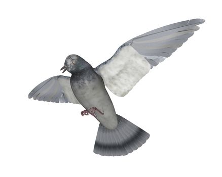 Pigeon flying isolated in white background - 3D render