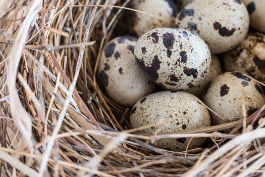 quail eggs in a nest and laid out around it border.