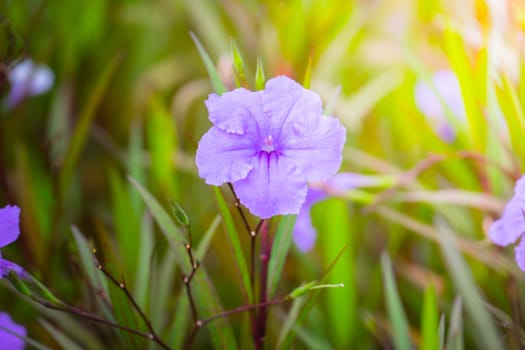 The background image of the colorful flowers, background nature