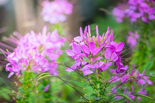 The background image of the colorful flowers, background nature