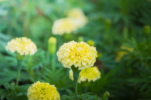 The background image of the colorful flowers, background nature