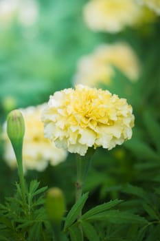 The background image of the colorful flowers, background nature