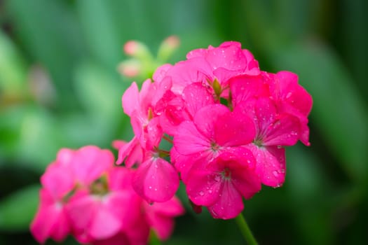 The background image of the colorful flowers, background nature