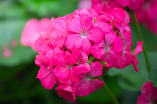 The background image of the colorful flowers, background nature