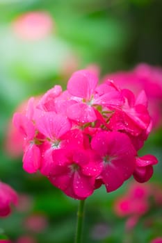 The background image of the colorful flowers, background nature