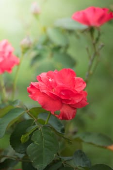 Roses in the garden, Roses are beautiful with a beautiful sunny day.