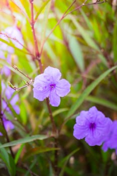 The background image of the colorful flowers, background nature