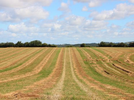 Harvest Hay Field with Blue Sky and Clouds in Summer