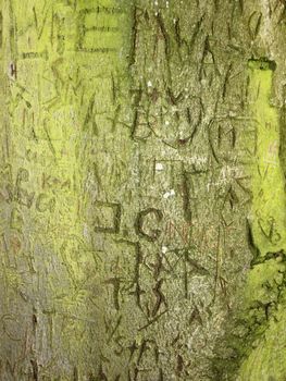 Initials Memory Carving in Alga Bark on Old Tree