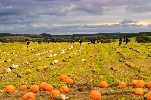 Families Pumpkin picking in a field for Halloween in Yorkshirew in the United Kingdom .