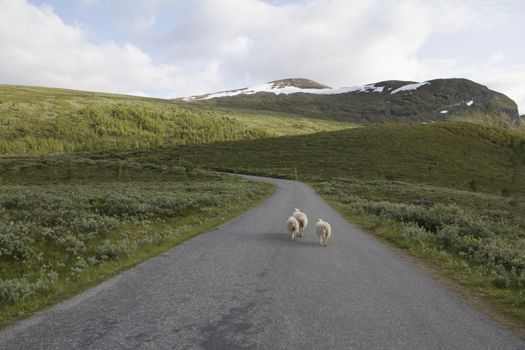 Sheeps on mountain in joutunheimen in norway