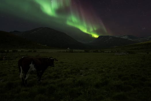 A cow in Norwegian mountains with Aurora