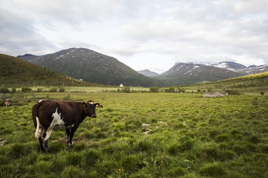 A cow in Norwegian mountains jotunheimen with grass