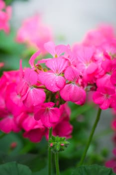 The background image of the colorful flowers, background nature