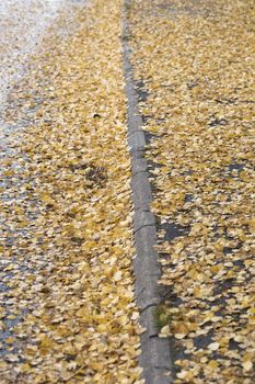 Yellow Birch Leaves in Street in Autumn.