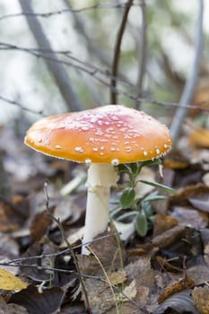 Fly Amanita Mushroom with Fall Leaves.