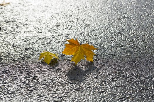 Pair of Maple Leaves on Tarmac.