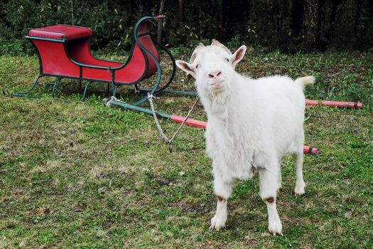 Old white goat harnessed in a sleigh standing on the grass