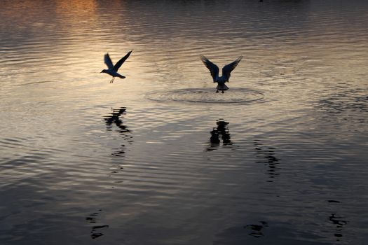 Sunset on the city pond with the reflection of the sky in the water and the two seagulls