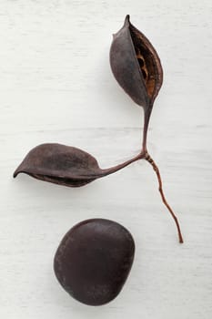two big dried seeds on a white wooden background
