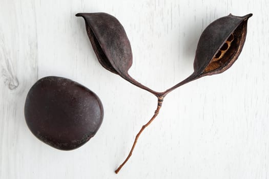 two big dried seeds on a white wooden background