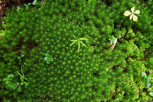 small plants among massive green moss in the form of asterisks