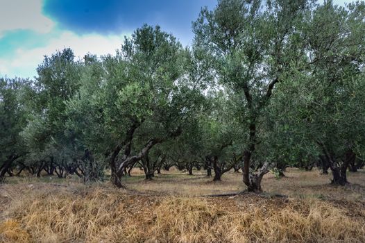 Field of olive trees in the center of the island of Crete in Greece