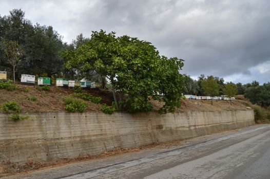 Several hives of different colors pose on tires in the countryside on the island of Crete