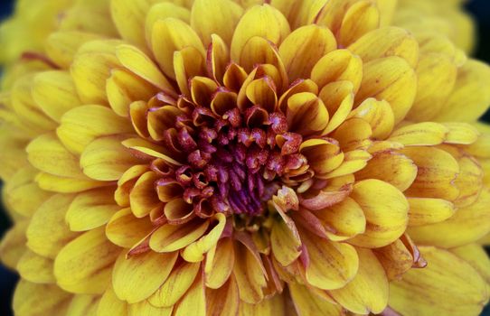 Closeup on symmetrical yellow flower in autumn.