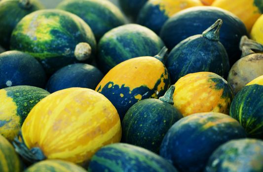 Green and orange decorative pumpkin in autumn. Halloween.