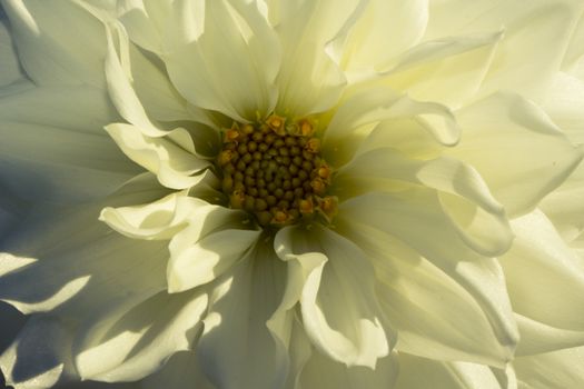 Symmetrical white and yellow flower in autumn.