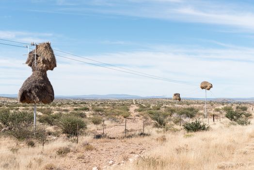 Communal bird nests, built on top of telecommunication poles next to the N8-road near Groblershoop in the Northern Cape Province
