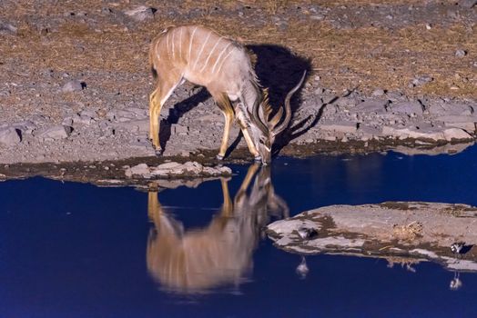 A greater kudu, Tragelaphus strepsiceros, drinking water at a waterhole in Northern Namibia during blue hour after sunset. Its reflection is visible on the water